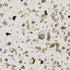 Alameda Flake